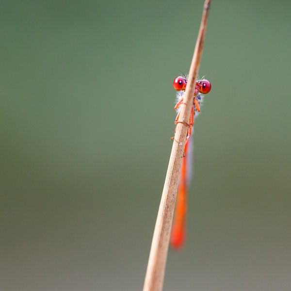 Damselfly par Pim Leijen