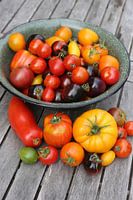 Many different tomato varieties