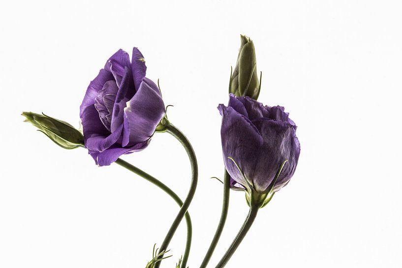 Lila Blüte im Gegenlicht von Winne Köhn