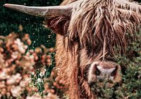 Schottischer Highlander