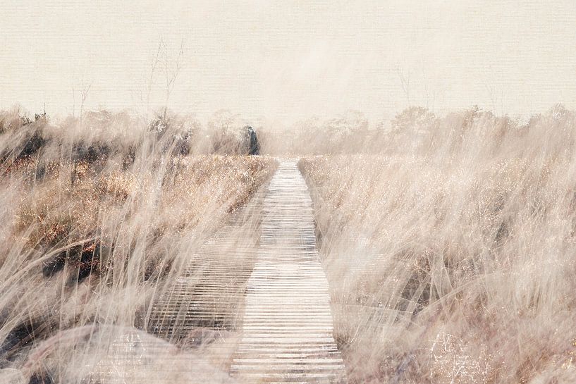 Naturschutzgebiet im Nationalpark De Groote Peel von Imaginative