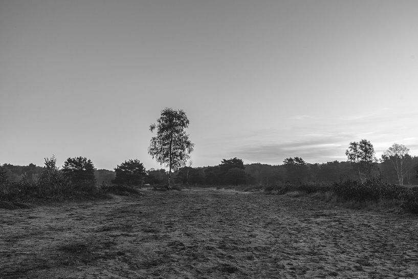 Leaf Art Macro Photography Black and White by Marc van den Elzen