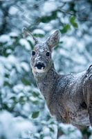Une rencontre inattendue dans la forêt enneigée2
