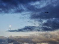 Die Möwen und der Mond