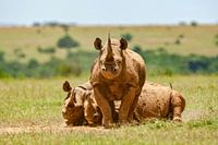 Rhinocéros blancs