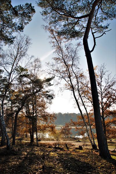 Brabantse Herfst par DoDiLa Foto's