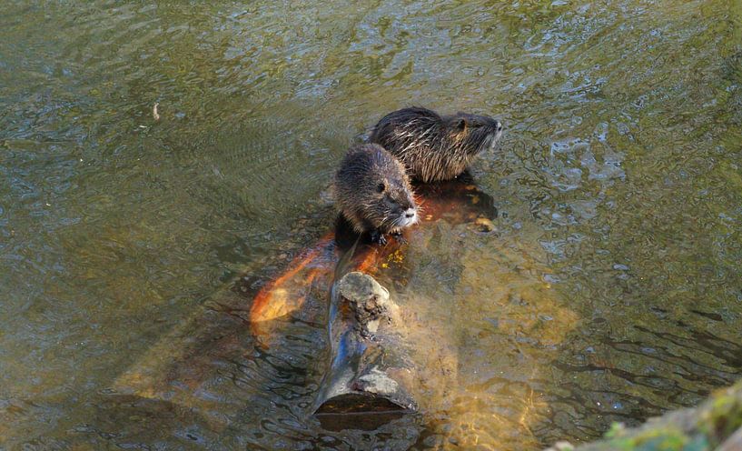 das Bild zeigt wild lebende Nutria von Babetts Bildergalerie