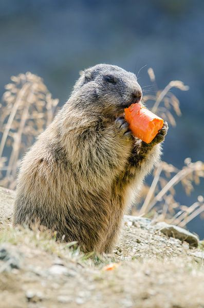 Marmot by Alena Holtz