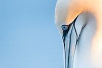 Jan van Gent, Portrait