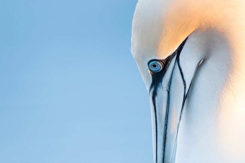 Jan van Gent, Portrait by Aranka Delina Janné