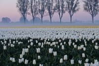 Tulpen bei Sonnenaufgang mit Nebel in der niederländischen Landschaft