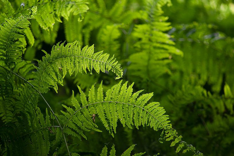Ferns in the forest by Elles Rijsdijk