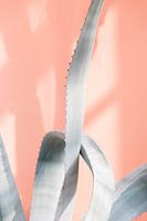 Reisedruck - Korallenwand und Kaktus