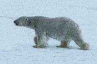 IJsbeer lopend Svalbard Spitsbergen