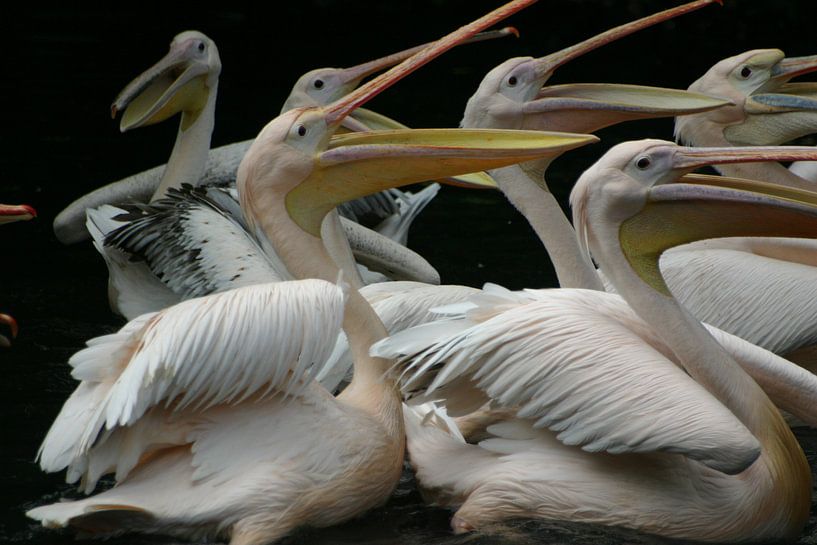 pelicans by EnWout