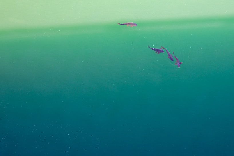 A group of fish in green water. Wout Cook One2expose by Wout Kok
