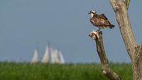 Osprey with fish with side ship on Lake IJssel