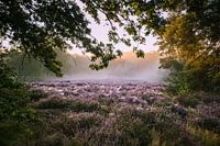 Sonnenaufgang Garderen