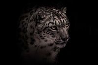 Kopf eines schönen Schneeleoparden mit klaren Augen auf schwarzem Hintergrund, schwarz-weißes Winter