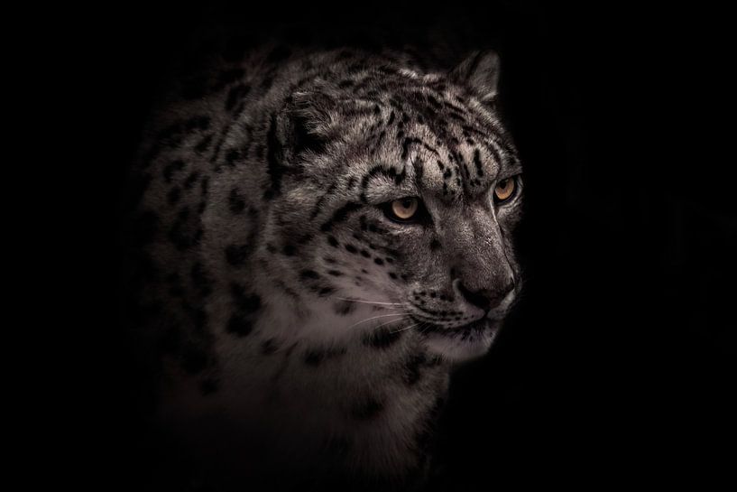 Kopf eines schönen Schneeleoparden mit klaren Augen auf schwarzem Hintergrund, schwarz-weißes Winter von Michael Semenov
