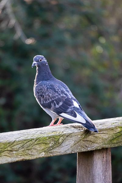 Dove watching from the railing. by Maxwell Pels