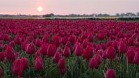 Bloeiend tulpenveld bij zonsopkomst in omgeving Lisse