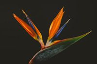 Paradiesvogelblume vor einem dunklen Hintergrund