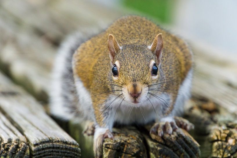 USA, Florida, Cute face of a brown squirrel sitting by adventure-photos
