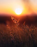 Weizen bei Sonnenuntergang