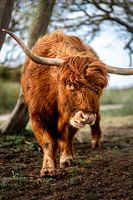 Le Highlander écossais dans le parc de Westduin