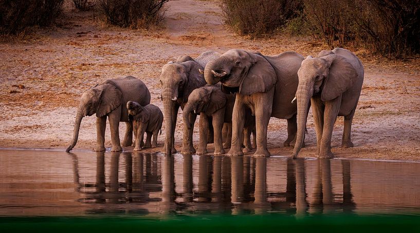 Famille d&#039;éléphants buvant de l&#039;alcool au bord d&#039;une rivière par Eddie Meijer