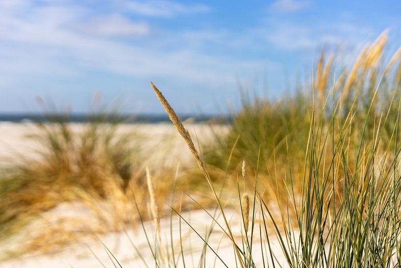 Strandhafer von Christoph Schaible
