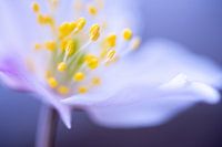 Wood anemone