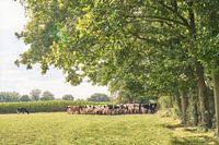 Les vaches se rassemblent sous les chênes