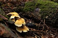Common Sulphur Heads