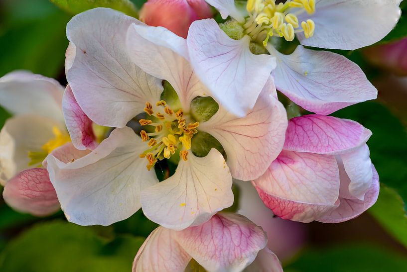 Macro shot of an apple blossom in spring by Animaflora PicsStock