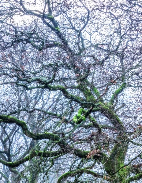 Boom in mist van Jan Linskens