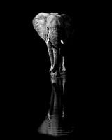 Elefant