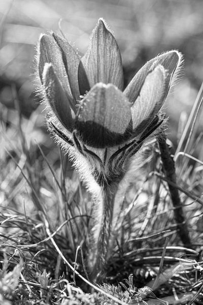 Cowslip zwart/witDelicate power - Cowslip in zwart en wit van Fototante