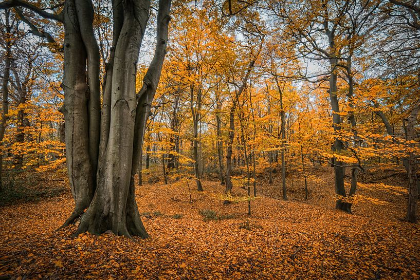 Autumn colours in the woods by Peet Romijn