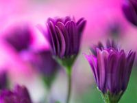 Lila Flüstern Florissant Eleganz