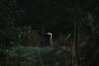 Héron dans l'obscurité