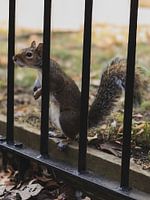 Eichhörnchen | Hyde Park | London | England | Vereinigtes Königreich