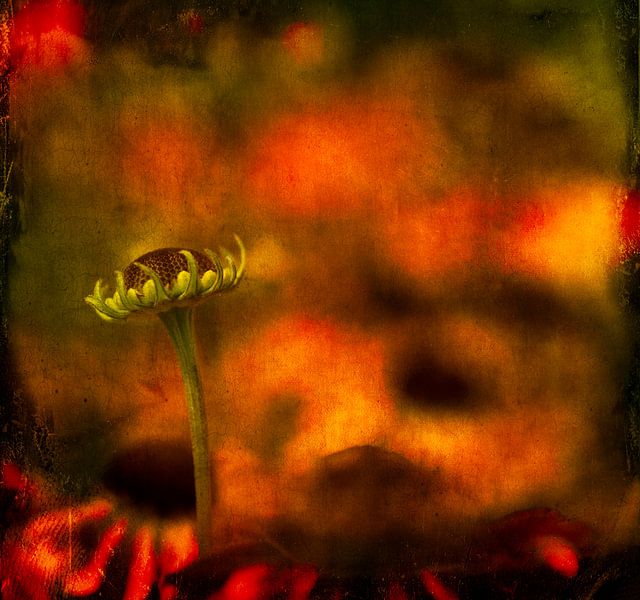 Flower bud by Greetje van Son