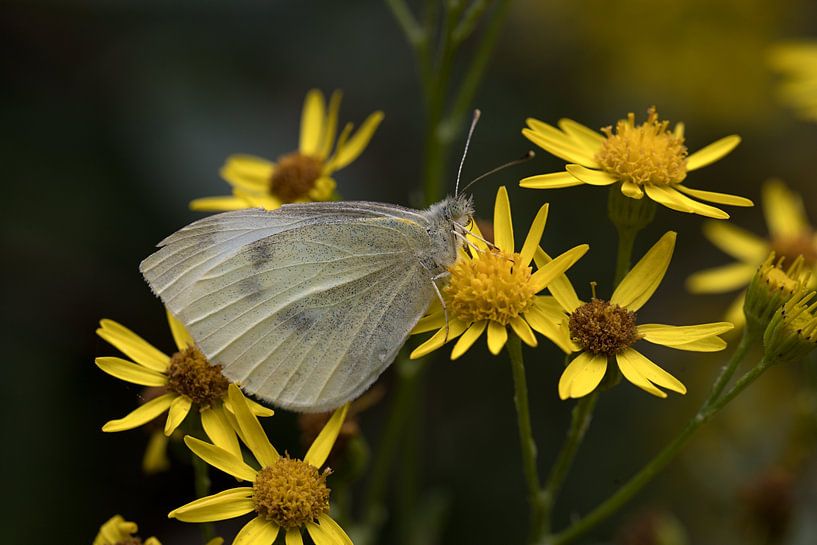 Het klein geaderd witje of Pieris napi op een gele bloem van W J Kok