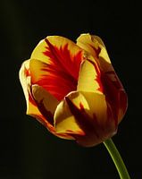 tulp flame 3