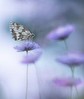 checkerboard on dovecote