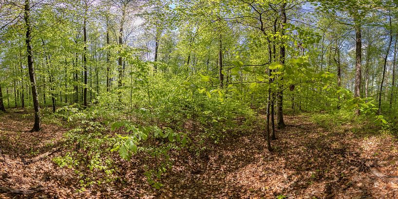 Panorama d'une forêt de hêtres au printemps par Christoph Hermann