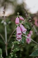 Purple Foxglove, summer flowers, Still life, Nature photography