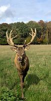 The king of the forest - Mighty red deer with antlers